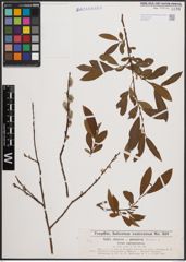 Foto von Salix cinerea L. x Salix purpurea L.